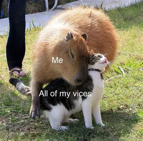 Capy with cat meme